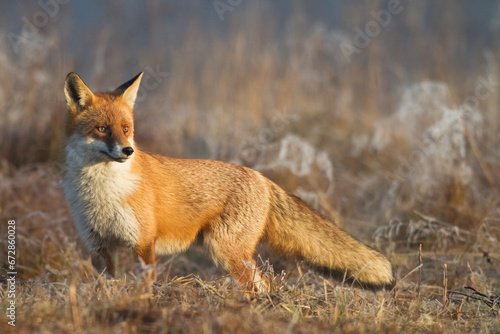 Fox Vulpes vulpes in natural scenery, Poland Europe, animal walking among meadow © Marcin Perkowski