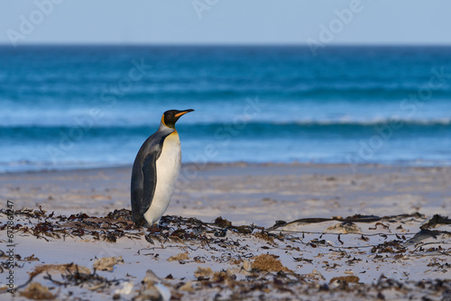 King Penguin  Aptenodytes patagonicus  walking across a sea weed covered beach after coming ashore at Volunteer Point in the Falkland Islands.