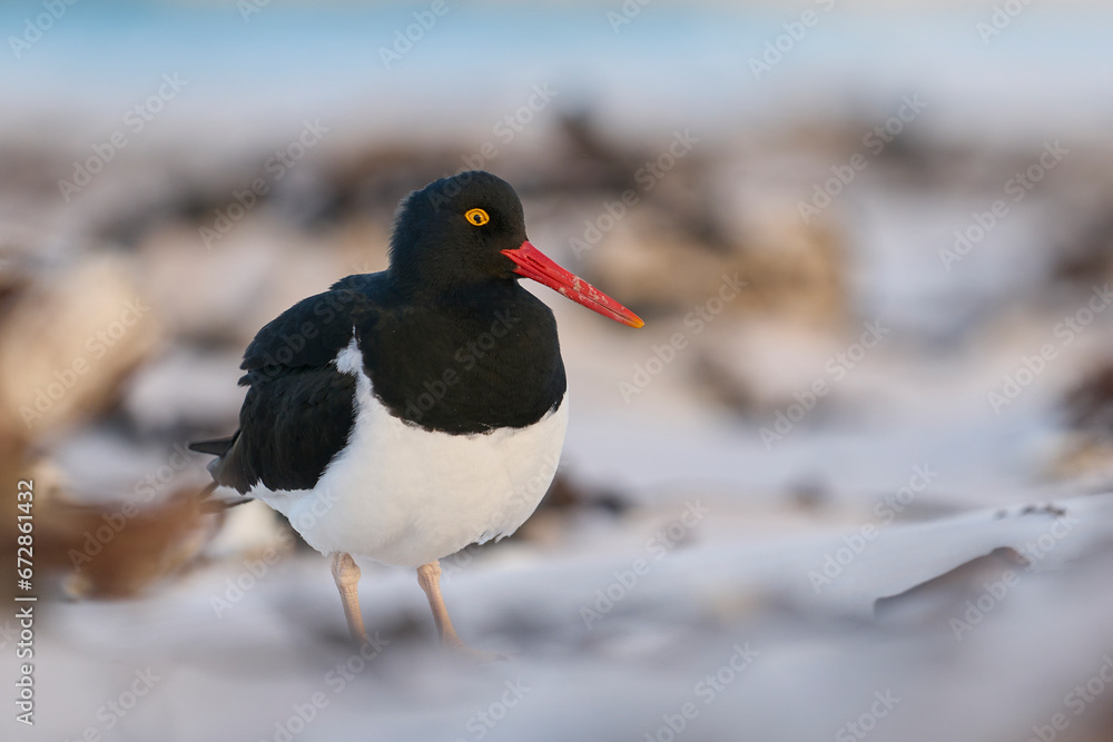 Fototapeta premium Magellanic Oystercatcher (Haematopus leucopodus) on sandy beach at Volunteer Point in the Falkland Islands.