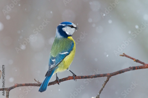 Bird - Blue Tit Cyanistes caeruleus perched on tree