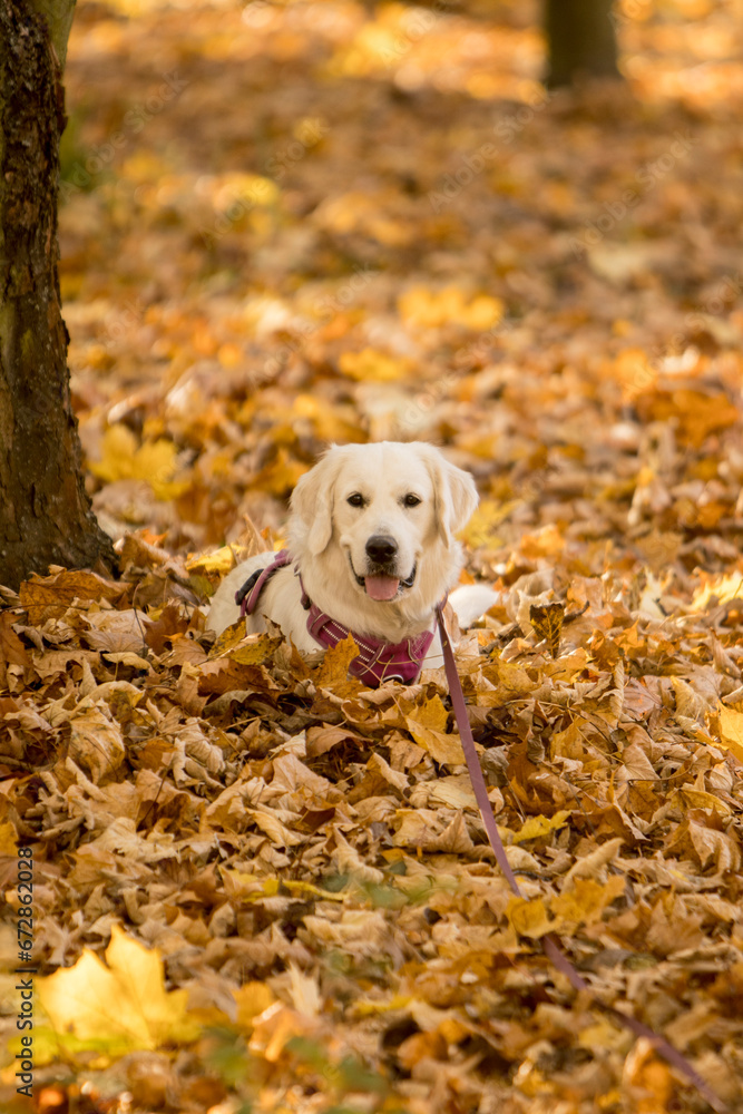 A purebred dog, Golden Retriever breed, sits in the yellow leaves. Autumn in the park and the dog playing and resting