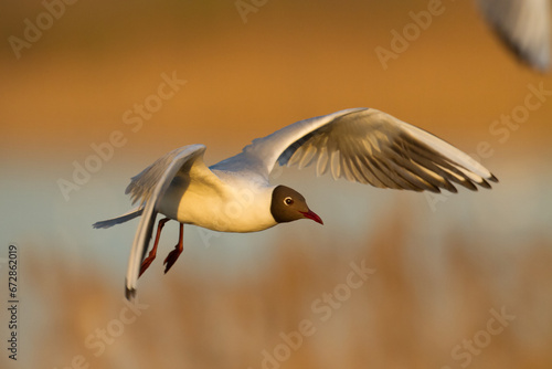 Bird black-headed gull Chroicocephalus ridibundus spring time Poland, Europe