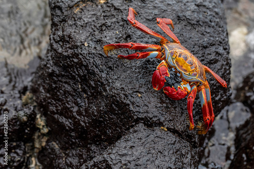 Close up of a Sally Lightfoot Crab (Grapsus grapsus) on lava rock in Galapagos Islands, Ecuador. Fauna photography. photo