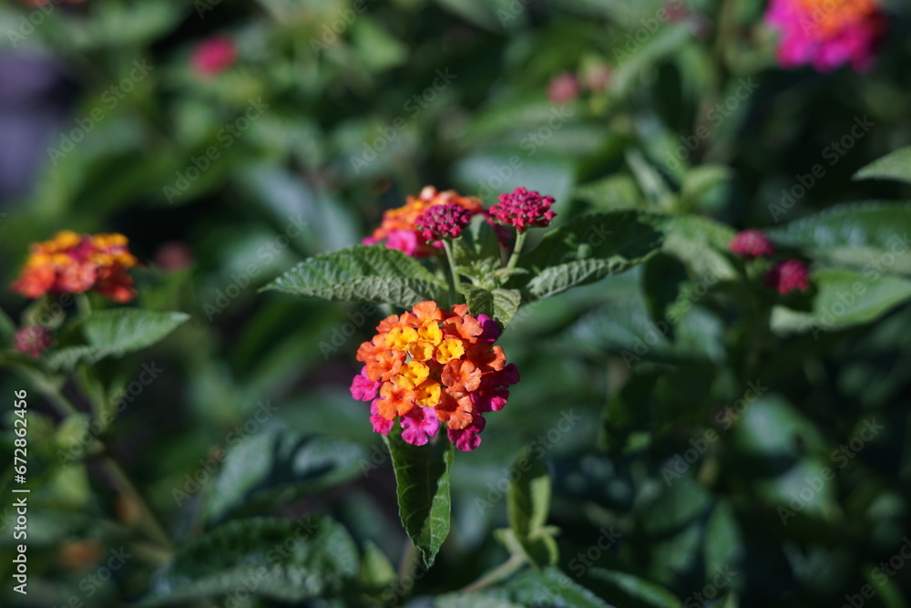 red and yellow flowers red and yellow flowers