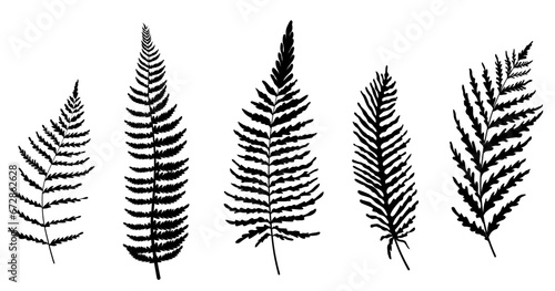hand drawn fern illustration. Vector stock illustration . Isolated on a white background.fern outline sketch. leaves of ferns. 