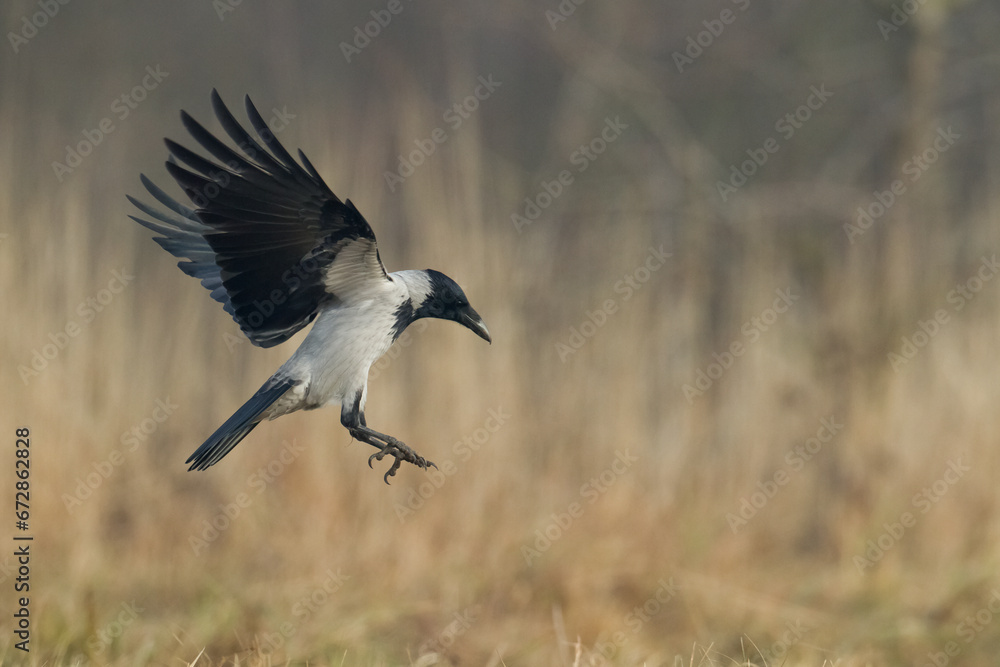flying Bird - Hooded crow Corvus cornix in amazing warm background Poland Europe flying Bird - Hooded crow Corvus cornix in amazing warm background Poland Europe