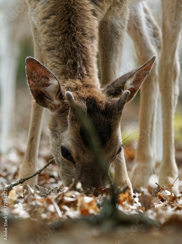 Bild auf Leinwand Damhirsch, Damwild, Dama dama