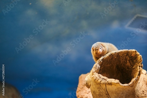 Common dwarf mongoose on a tree log photo