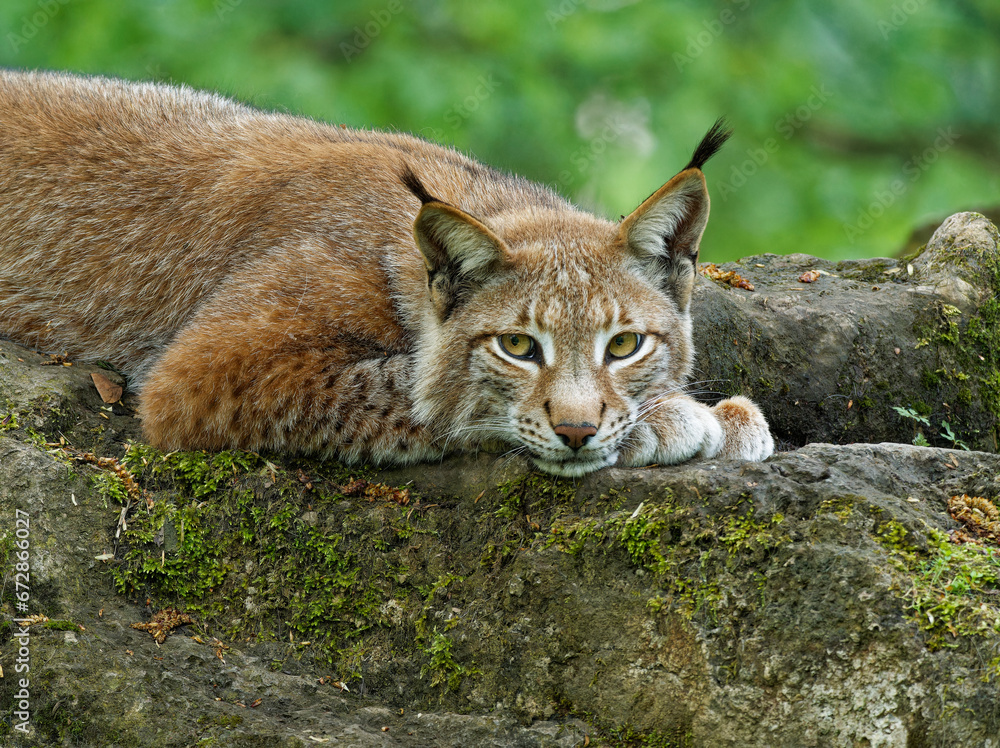 Eurasischer Luchs, Nordluchs, Lynx lynx, Luchs Eurasischer Luchs, Nordluchs, Lynx lynx, Luchs