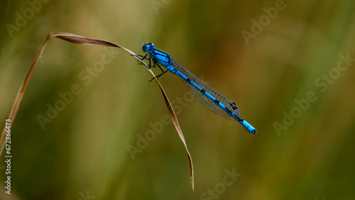 blue dragonfly on leaf