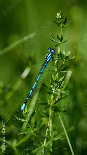 blue dragonfly on a green leaf