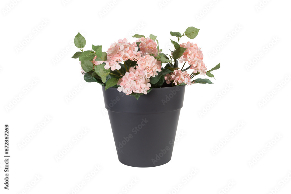 pink azalea in a pot on transparent background