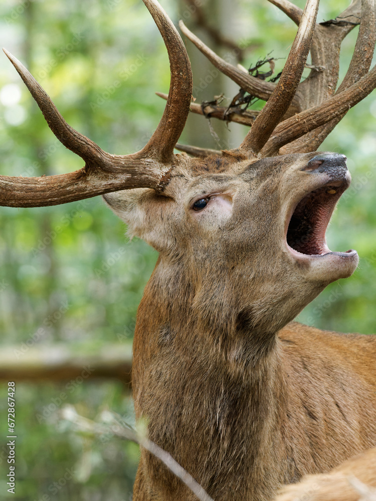 Fototapeta premium Brunftzeit bei den Rothirschen, Cervus elaphus