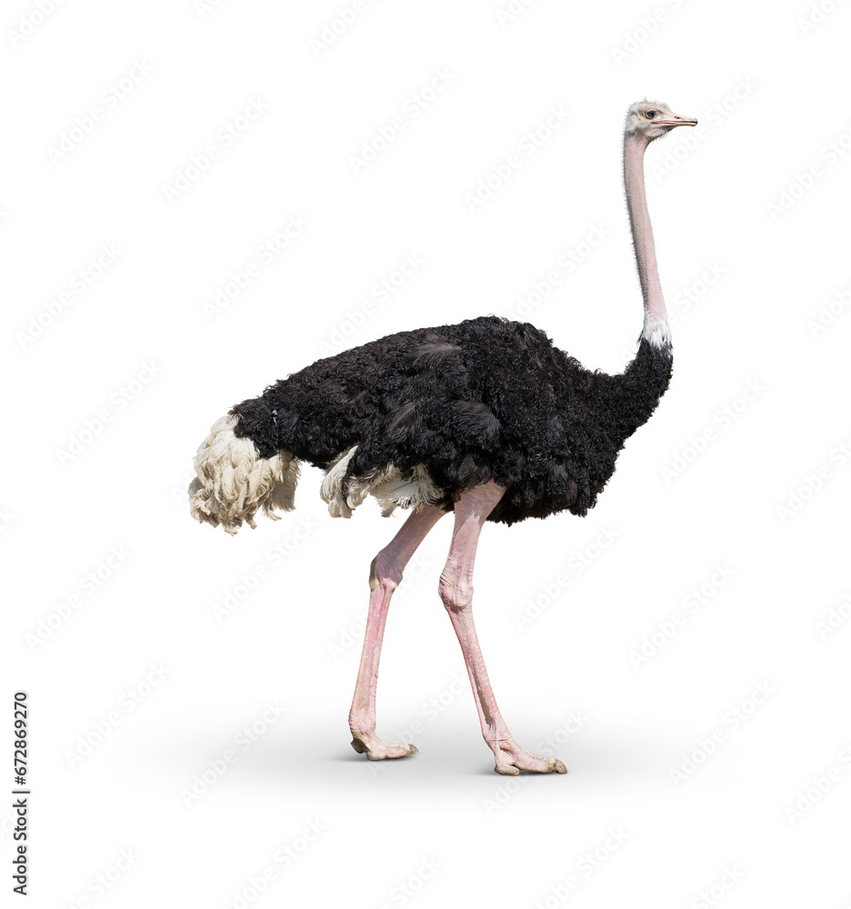 ostrich in front of transparent background - obrazy, fototapety, plakaty 
