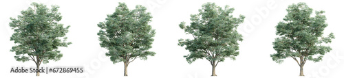 3D rendering of trees on transparent background  for illustration  digital composition  and architecture visualization