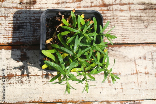 Aster wrzosolistny 'Snow Flury' Aster ericoides