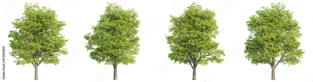 3D rendering of trees on transparent background, for illustration, digital composition, and architecture visualization 3D rendering of trees on transparent background, for illustration, digital composition, and architecture visualization