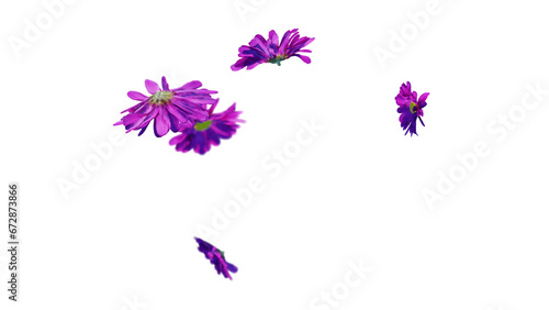 Pink chrysanthemum flowers falling on transparent background