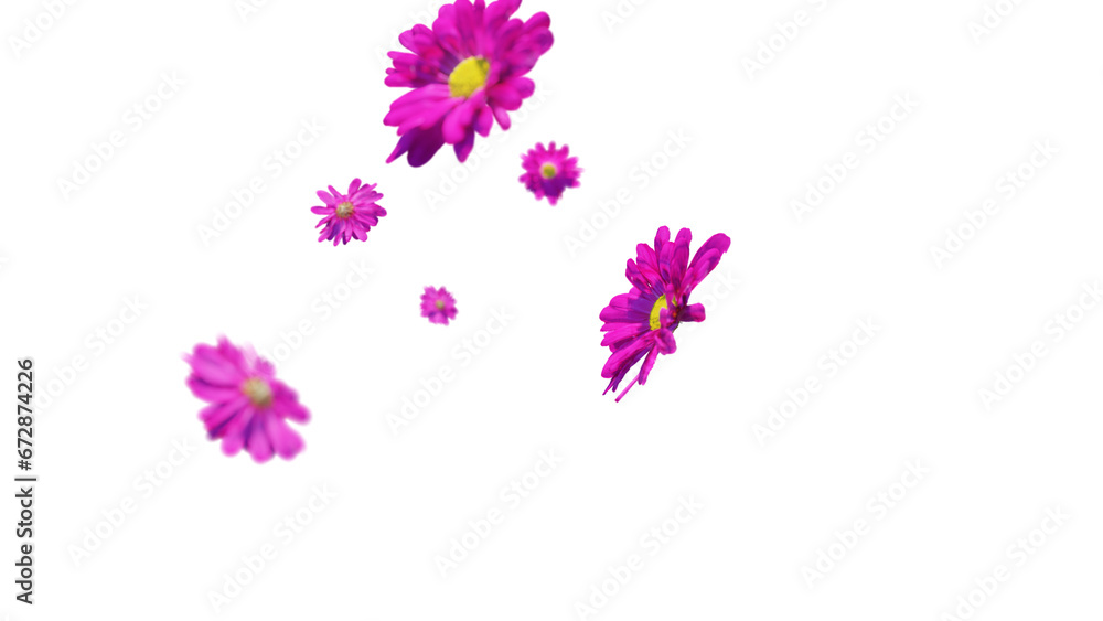 Pink chrysanthemum flowers falling on transparent background Pink chrysanthemum flowers falling on transparent background