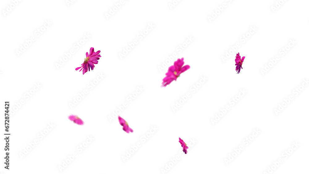 Pink chrysanthemum flowers falling on transparent background Pink chrysanthemum flowers falling on transparent background