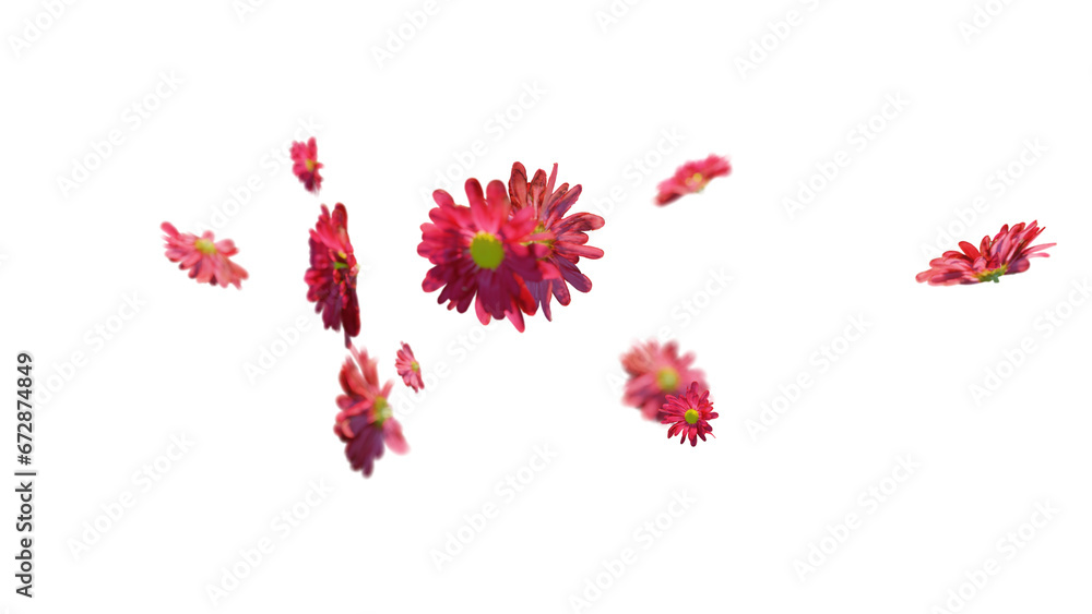 Beautiful red flowers and petals flying on transparent background Beautiful red flowers and petals flying on transparent background