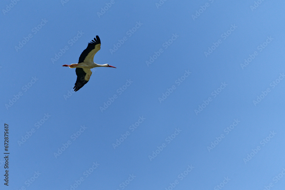 Weissstorch, Ciconia ciconia. Weissstorch, Ciconia ciconia.