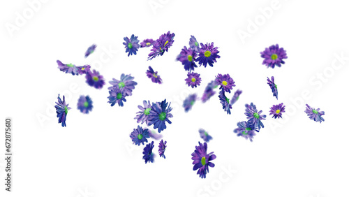 The daisy flower dancing in slow motion with transparent background