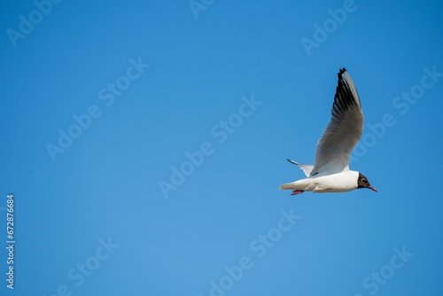 Sabine s gull is soaring in the sky  wings extended in flight