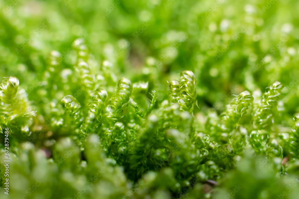 Lots of moss called Calliergonella lindbergii is growing in the ground in forest. Macrophotography Lots of moss called Calliergonella lindbergii is growing in the ground in forest. Macrophotography