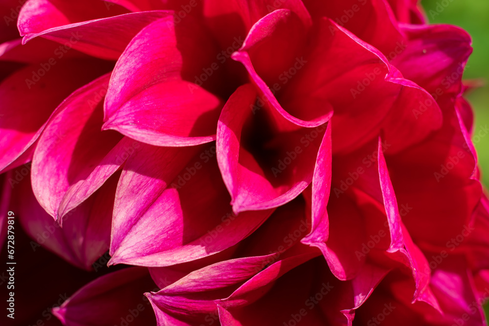 Many red petals on bright sun. Botanical background Many red petals on bright sun. Botanical background
