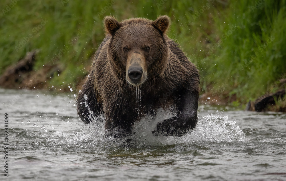 Obraz premium Brown Bear Fishing for Salmon in Katmai, Alaksa