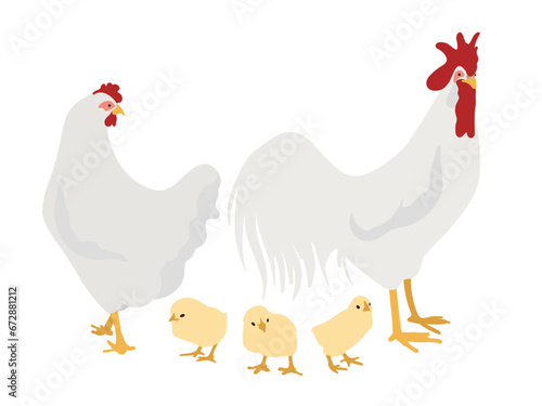 White Leghorn Chickens, Hen, Rooster and chicks