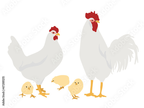 White Leghorn Chickens, Hen, Rooster and chicks