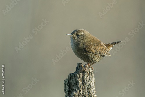 Obraz na płótnie Wren standing on a small trunk at sunset. w salonie