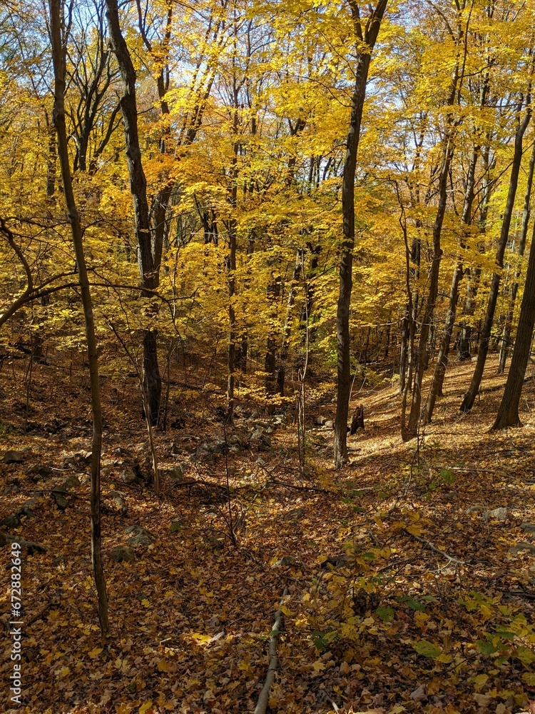 Obraz premium Foliage in Breakneck Ridge, Cold Spring, New York - October 2023