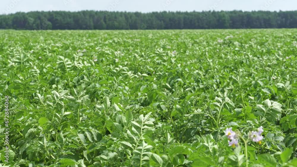 View of a farmer's potato field. White flowers and green leaves on young potato tubers. Young flowering potatoes in a cultivated farmer's field. Organic pesticide-free potatoes, ecologically area. View of a farmer's potato field. White flowers and green leaves on young potato tubers. Young flowering potatoes in a cultivated farmer's field. Organic pesticide-free potatoes, ecologically area.
