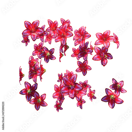 Red lily flowers and petals falling on transparent (ID: 672884220)