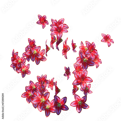 Red lily flowers and petals falling on transparent (ID: 672884284)