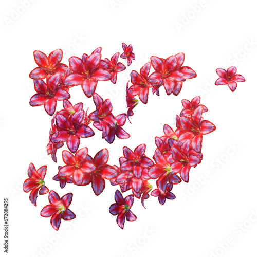 Red lily flowers and petals falling on transparent (ID: 672884295)
