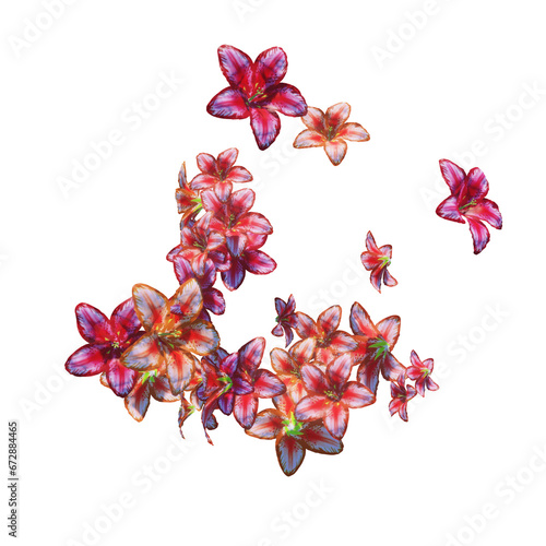 Red lily flowers and petals falling on transparent (ID: 672884465)