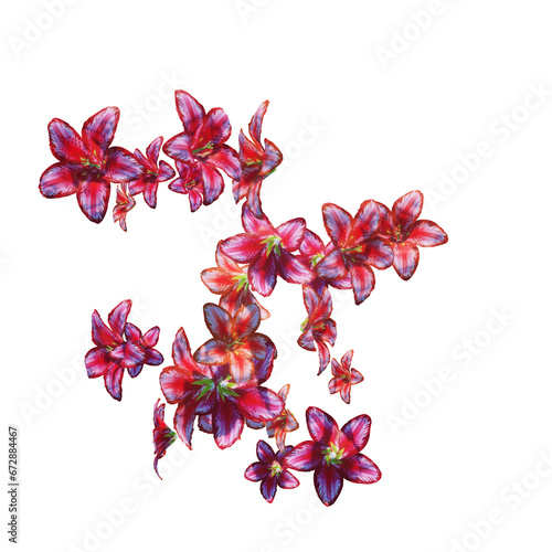Red lily flowers and petals falling on transparent (ID: 672884467)