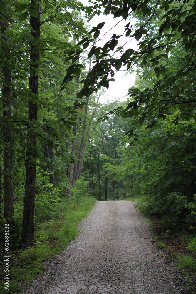Naklejka premium Road through the forest