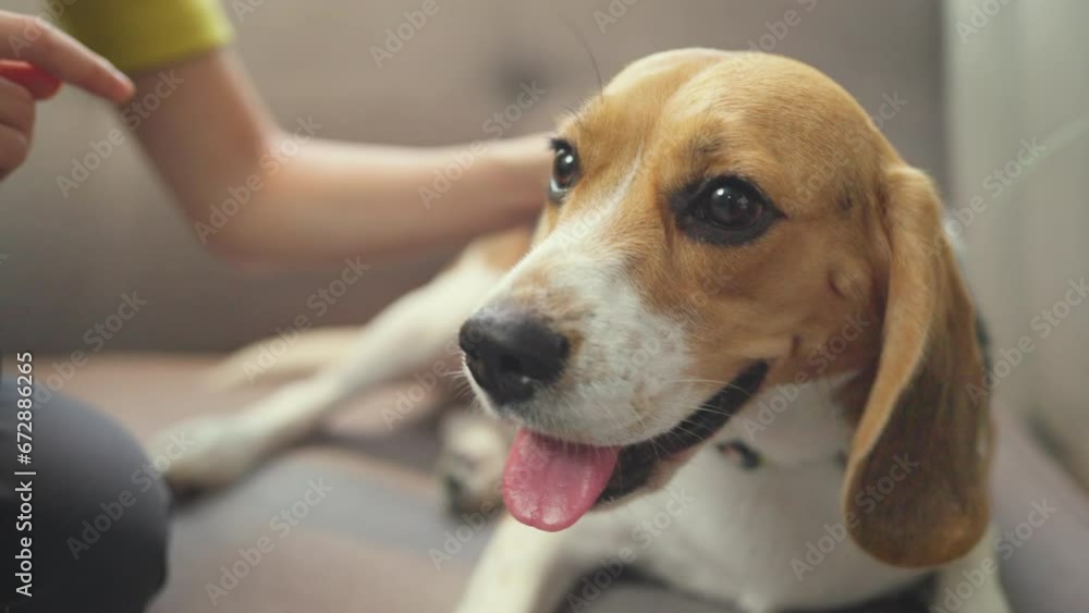 A close-up face of a beagle dog in the comfortable and welcoming living room of its home.