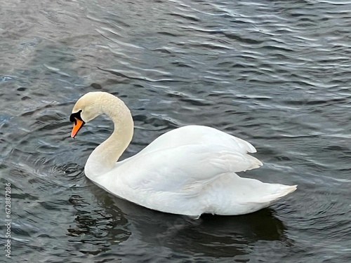 a swan floating on top of a river with ripplers in the water