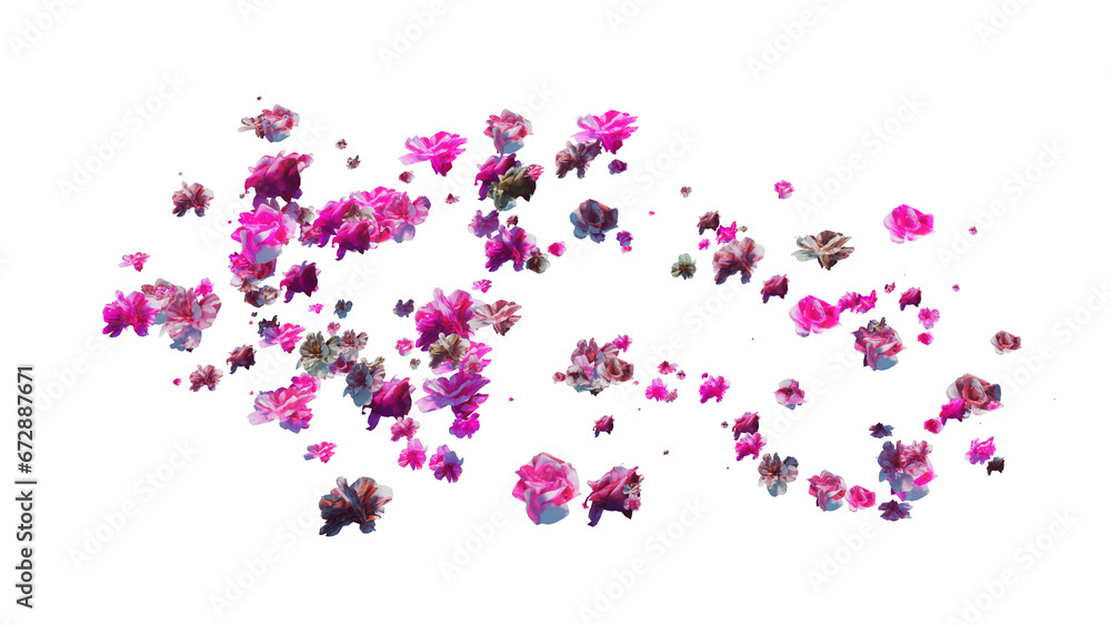 Fresh Rose blossom, beautiful rose flowers falling in the air isolated on transparent background. Levitation, spring flowers conception