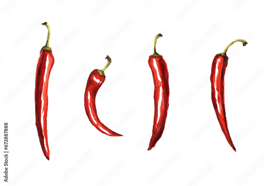 Red hot chili pepper, whole ripe pods set with green stems hand drawn fresh organic spice watercolor illustration Red hot chili pepper, whole ripe pods set with green stems hand drawn fresh organic spice watercolor illustration