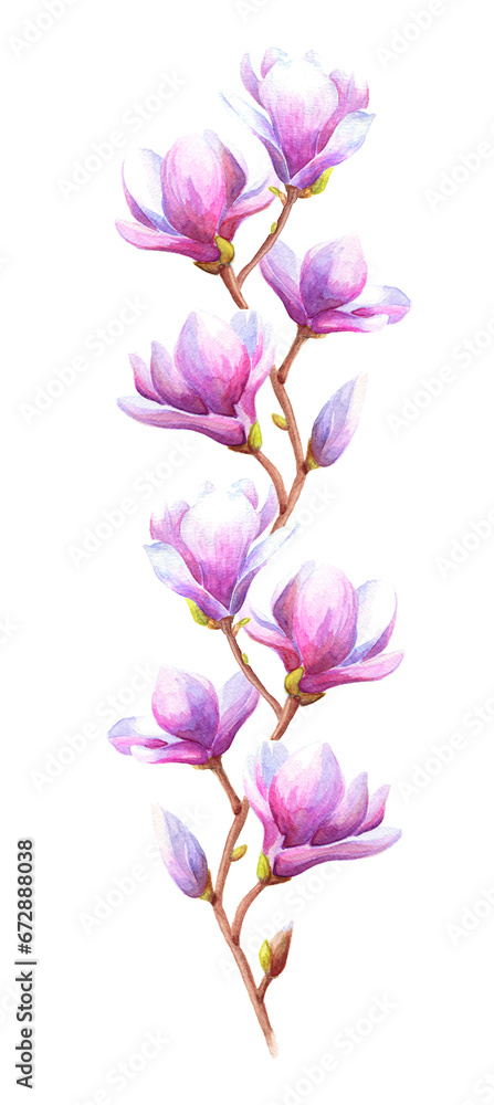 Hand drawn watercolor magnolia