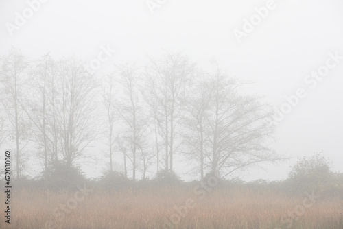 Line of bare tree in the estuary