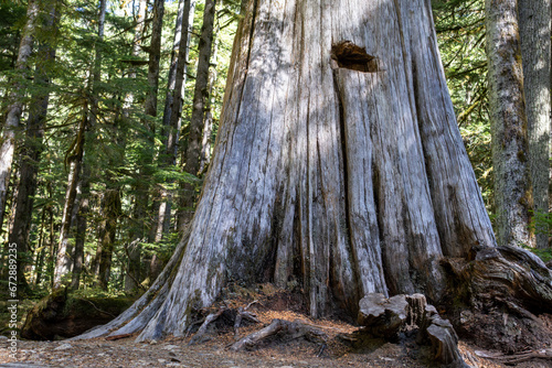 Stevens Pass WA USA Sept 14 2023 A Springboard  Hole Carved into Stump where loggers stood to saw the tree sometime in the 1890s photo