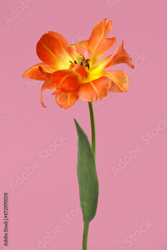 Fototapeta Naklejka Na Ścianę i Meble -  Bright yellow-orange tulip flower  isolated on pink background.